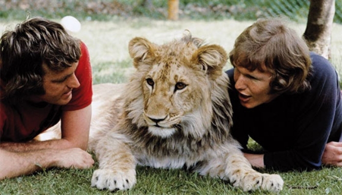 Picture 2 of Christian The Lion DVD