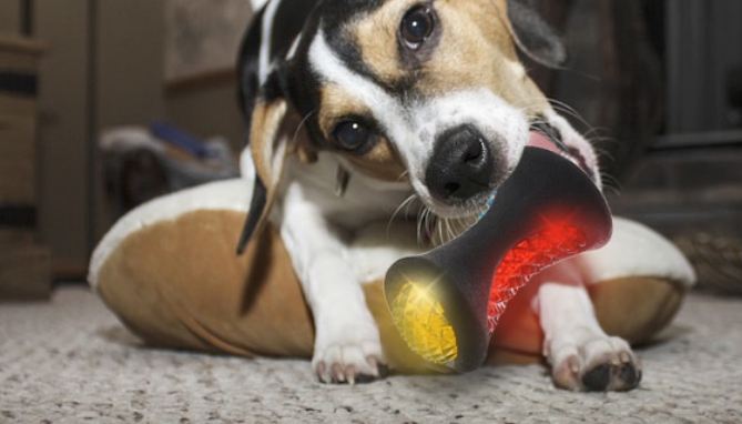 Picture 3 of LED Flashing Dog Bone