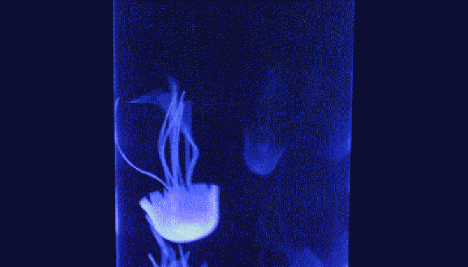 Picture 4 of The Hypnotic Tranquil Seas Jellyfish Aquarium